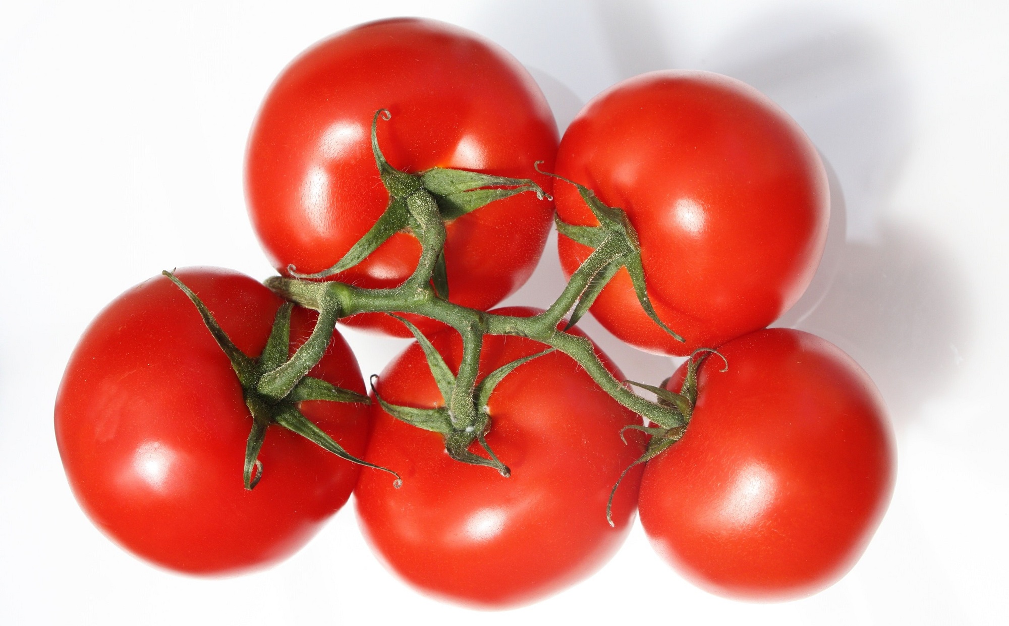 tomato-(1).jpg tomato-(1).jpg